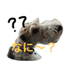 どんとです（個別スタンプ：1）