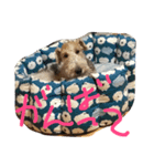 どんとです（個別スタンプ：3）