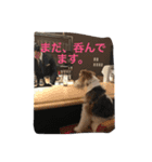 どんとです（個別スタンプ：5）
