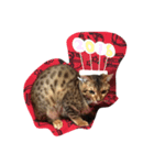 Quito！（個別スタンプ：8）