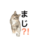 ノルウェージャンのねこちゃん2（個別スタンプ：10）