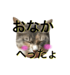 ノルウェージャンのねこちゃん2（個別スタンプ：21）