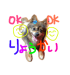 はくらむじょーてん（個別スタンプ：1）