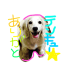はくらむじょーてん（個別スタンプ：4）