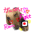 はくらむじょーてん（個別スタンプ：7）