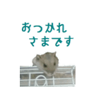 癒しハムスターみるちゃんのスタンプ（個別スタンプ：1）