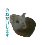 癒しハムスターみるちゃんのスタンプ（個別スタンプ：2）