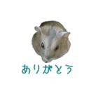 癒しハムスターみるちゃんのスタンプ（個別スタンプ：5）