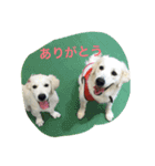パルパル508（個別スタンプ：2）