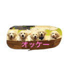 パルパル508（個別スタンプ：5）