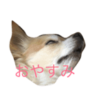 水野犬（個別スタンプ：1）