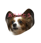 水野犬（個別スタンプ：2）