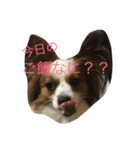 水野犬（個別スタンプ：3）