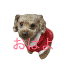 水野犬（個別スタンプ：4）