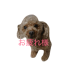 水野犬（個別スタンプ：5）