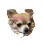 水野犬（個別スタンプ：8）