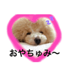 トイプードル ルッチャンとハイちゃん（個別スタンプ：7）