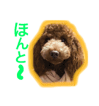 トイプードル ルッチャンとハイちゃん（個別スタンプ：12）