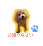 トイプードル ルッチャンとハイちゃん（個別スタンプ：22）