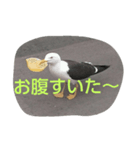 BIRD STANP（個別スタンプ：1）