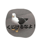 BIRD STANP（個別スタンプ：2）