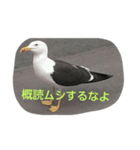 BIRD STANP（個別スタンプ：3）