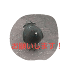 BIRD STANP（個別スタンプ：4）