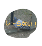 BIRD STANP（個別スタンプ：5）