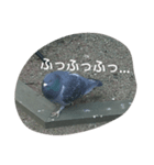 BIRD STANP（個別スタンプ：6）