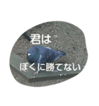 BIRD STANP（個別スタンプ：7）