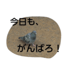 BIRD STANP（個別スタンプ：8）