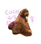 デカプーCOCOちゃん（個別スタンプ：1）
