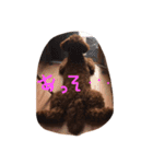 デカプーCOCOちゃん（個別スタンプ：10）