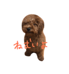 デカプーCOCOちゃん（個別スタンプ：13）