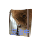 ぶさかわポメのもこちゃん2（個別スタンプ：2）