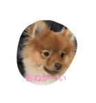 ぶさかわポメのもこちゃん2（個別スタンプ：3）