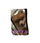 ぶさかわポメのもこちゃん2（個別スタンプ：5）