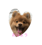 ぶさかわポメのもこちゃん2（個別スタンプ：7）