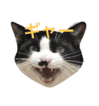 おらぎんのすけ（個別スタンプ：1）