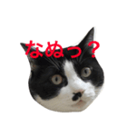 おらぎんのすけ（個別スタンプ：3）
