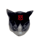 おらぎんのすけ（個別スタンプ：5）