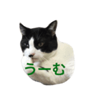おらぎんのすけ（個別スタンプ：6）