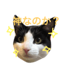 おしゃべりゆずくん（個別スタンプ：1）