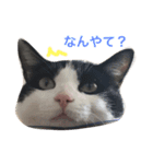 おしゃべりゆずくん（個別スタンプ：2）