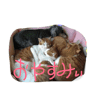 ニシふぁみりー（個別スタンプ：1）