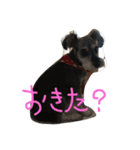 ニシふぁみりー（個別スタンプ：15）