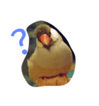 癒やしの文鳥さん（個別スタンプ：1）