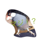 癒やしの文鳥さん（個別スタンプ：2）