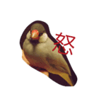 癒やしの文鳥さん（個別スタンプ：3）