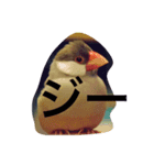癒やしの文鳥さん（個別スタンプ：4）